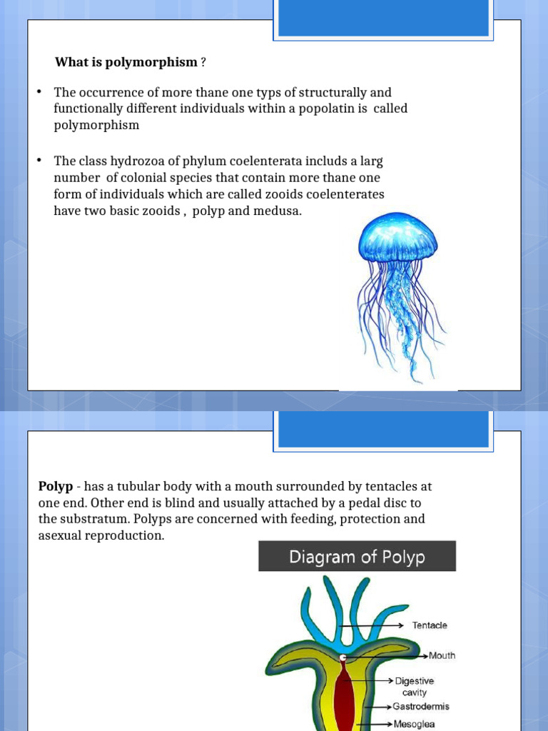 Understanding Polymorphism in Coelenterates | PDF | Zoology | Venomous ...