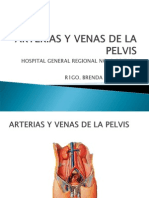 Arterias y Venas de La Pelvis