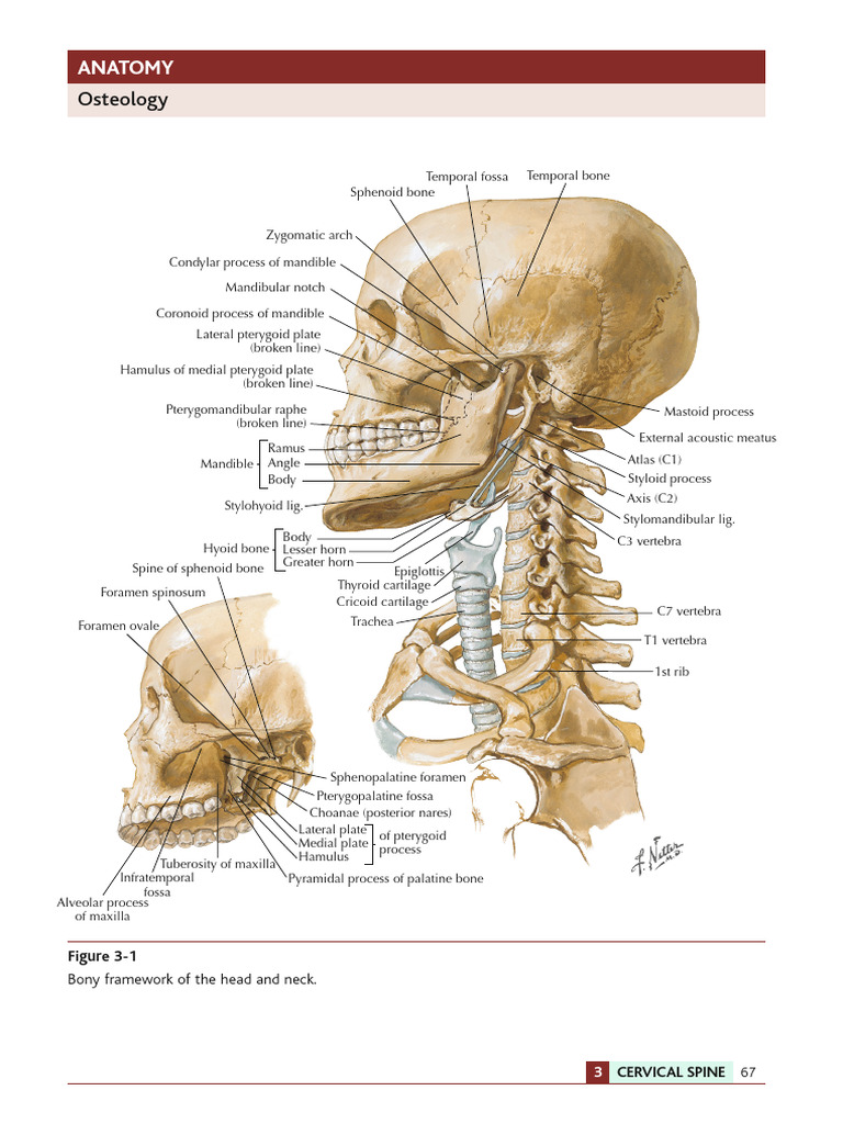 Cervical Spine Anatomy and Function | PDF | Vertebra | Neck