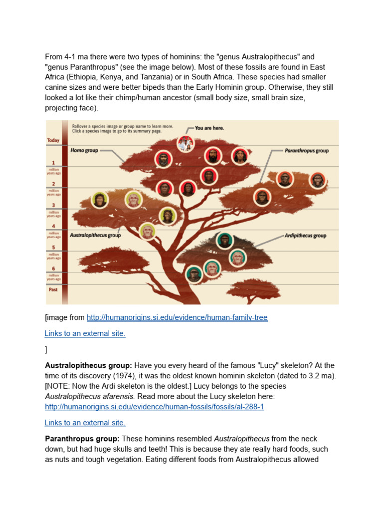 Reading - Australopithecus and Paranthropus Groups | PDF