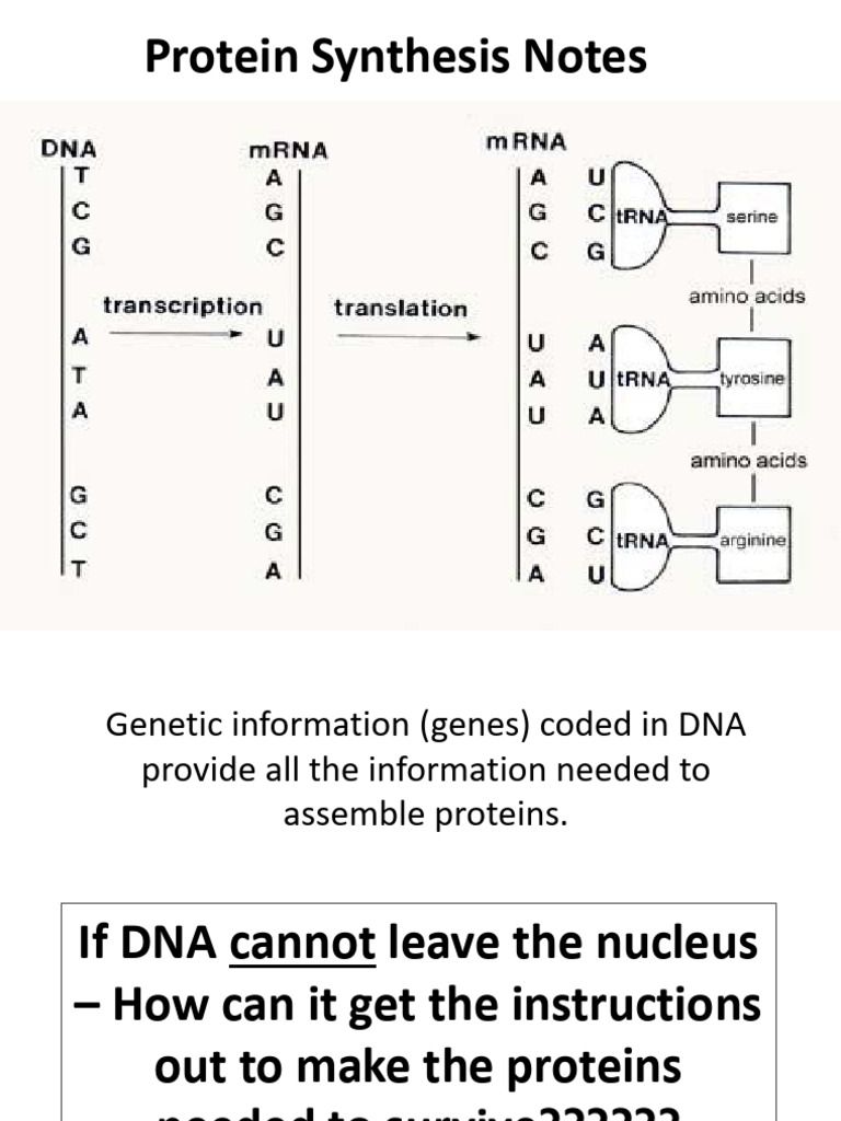 Protein Synthesis | PDF | Translation (Biology) | Rna