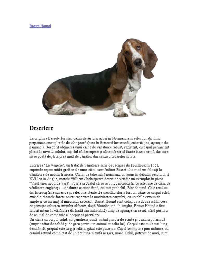 Caini | PDF