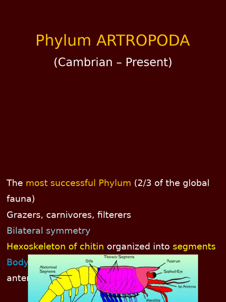 Overview of Phylum Arthropoda and Trilobita | PDF
