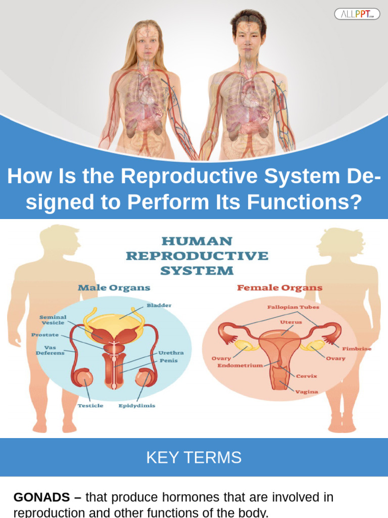 Understanding the Reproductive System | PDF