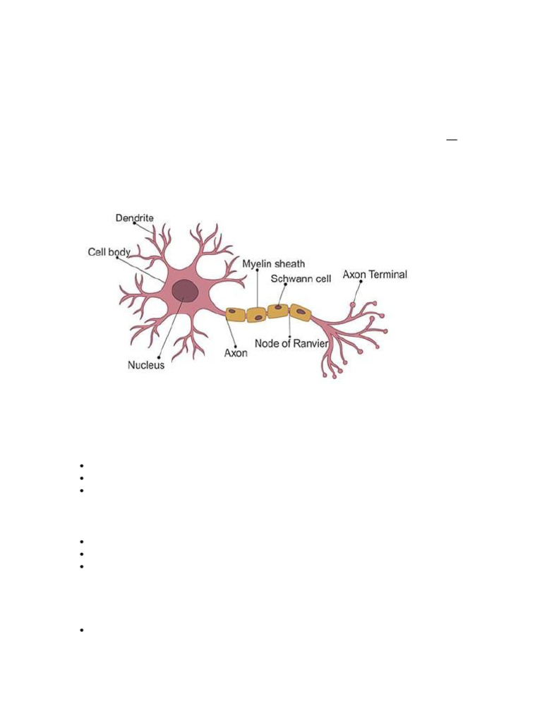 Neuron Structure and Functions Explained | PDF