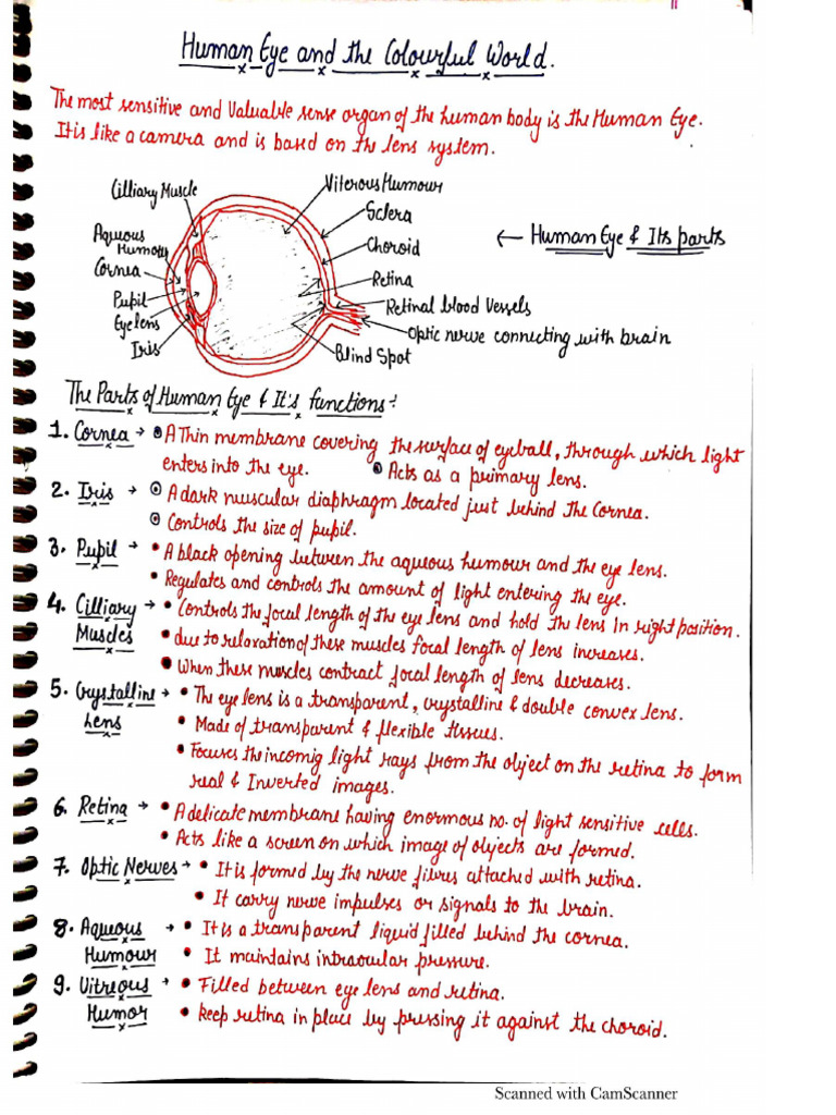 Class X Human Eye Notes | PDF
