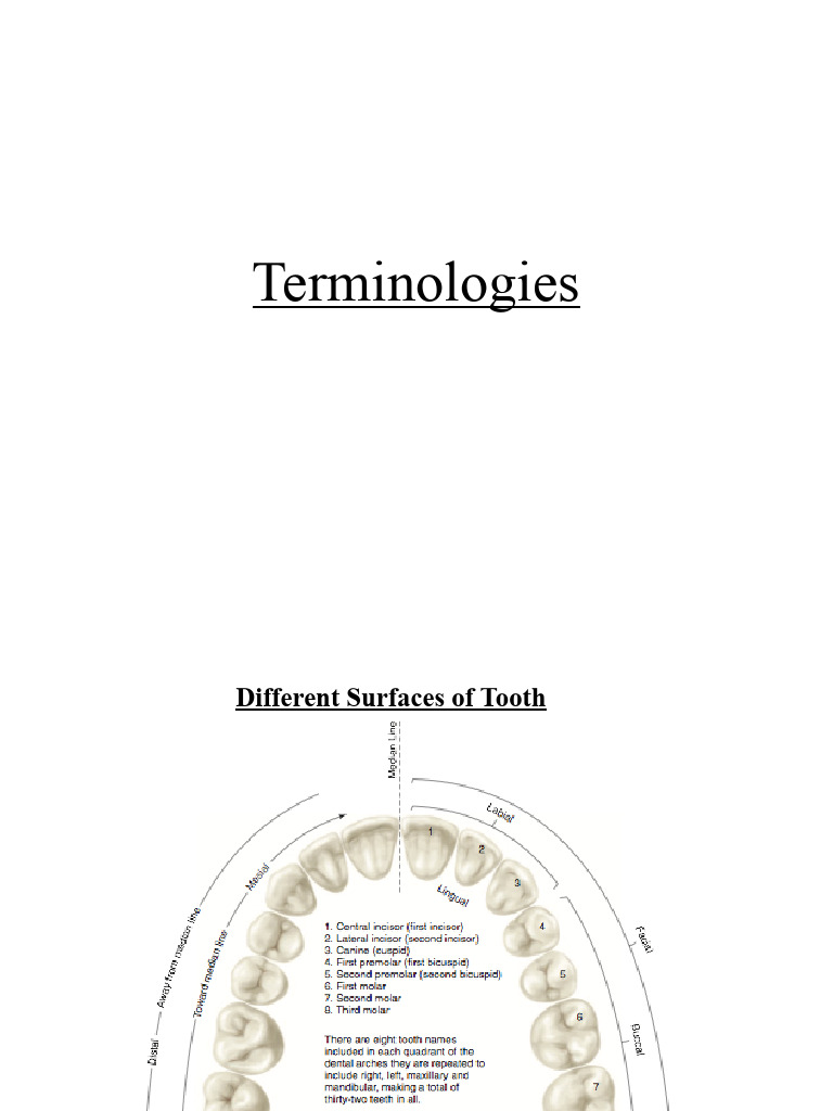Tooth Morphology and Terminology Guide | PDF