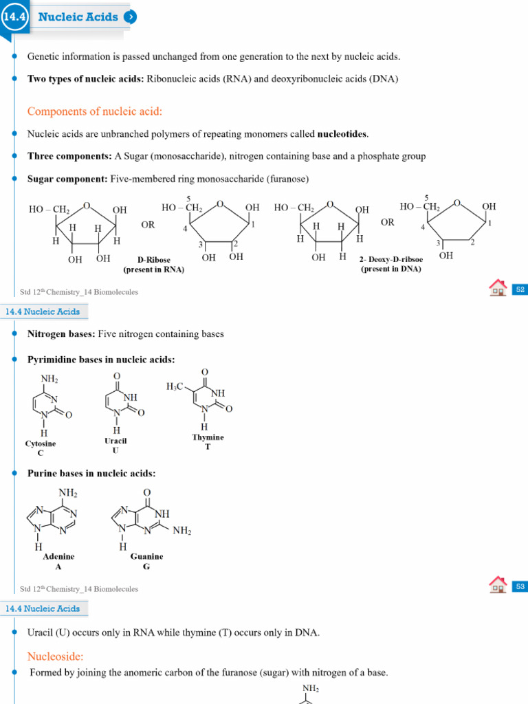 Part 6 Nucleic Acid and Structure of DNA | PDF
