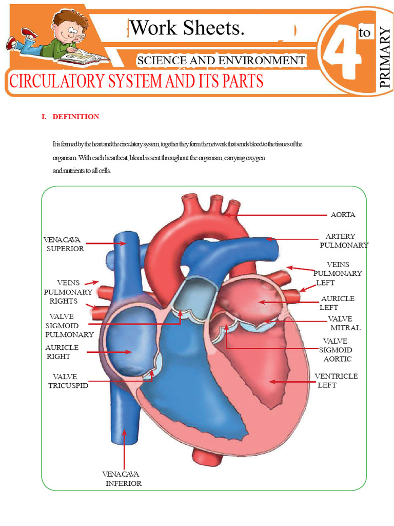Overview of the Circulatory System | PDF | Circulatory System | Heart Valve