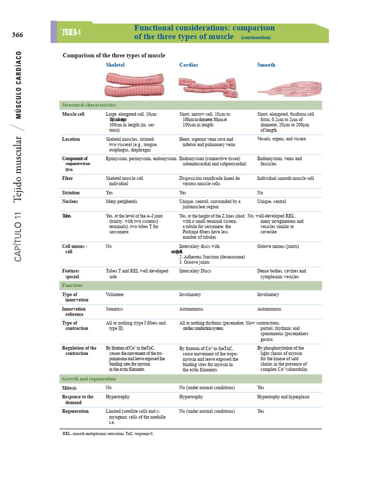 types of muscle | PDF | Muscle | Muscle Contraction