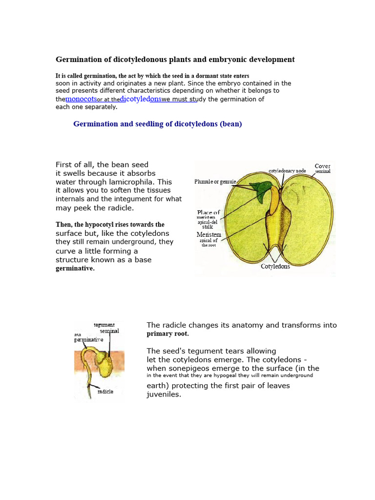 Germination of Dicotyledonous Plants and Embryonic Development | PDF ...