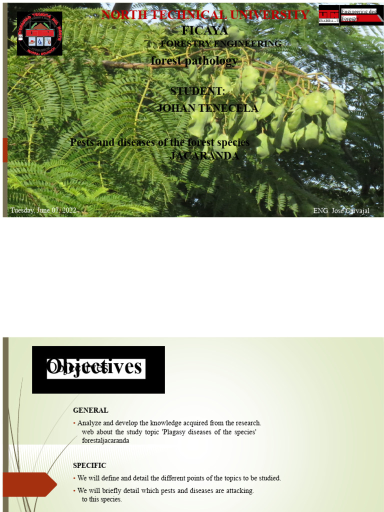 Jacaranda Tree Pests and Diseases Guide | PDF | Pest (Organism) | Root