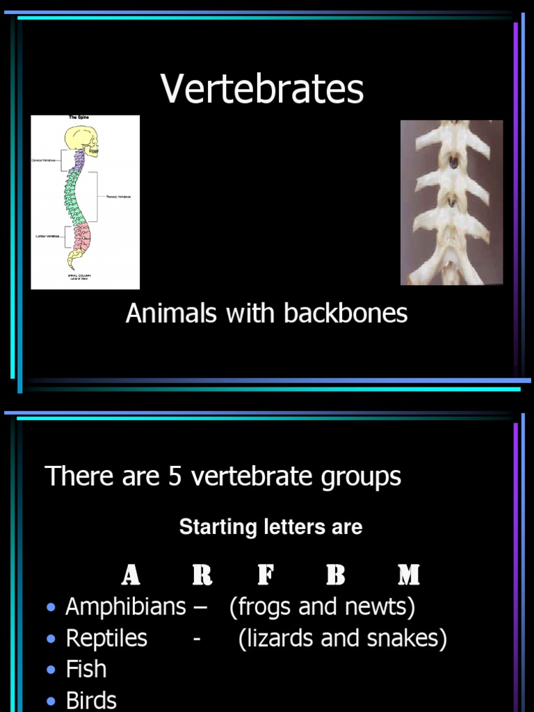 Vertebrates: Animals With Backbones | PDF | Language Arts & Discipline