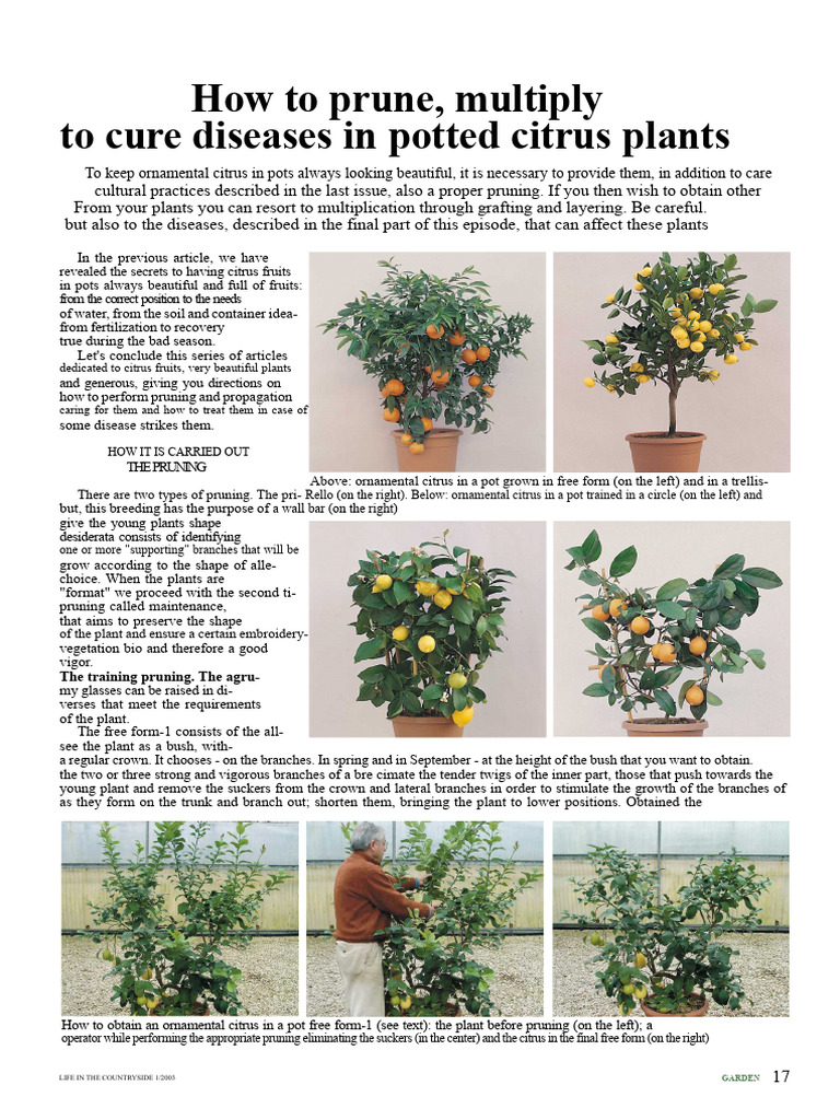 Pruning and Propagating Potted Citrus | PDF | Grafting | Pruning