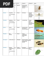 Insect Orders Identification Key | PDF | Insects | Arthropods