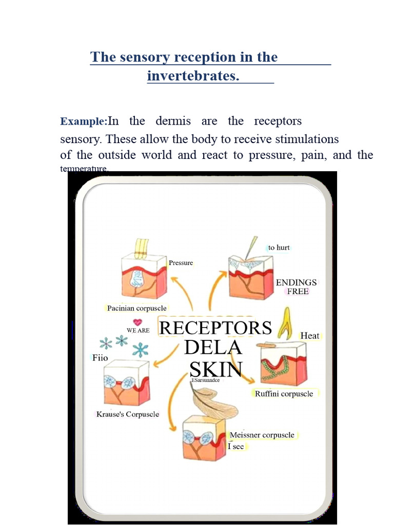 Sensory Reception in Vertebrates. | PDF