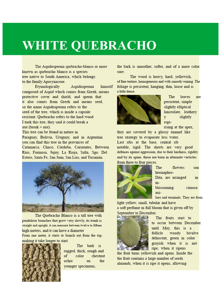 Quebracho Blanco Tree Overview | PDF | Trees | Botany