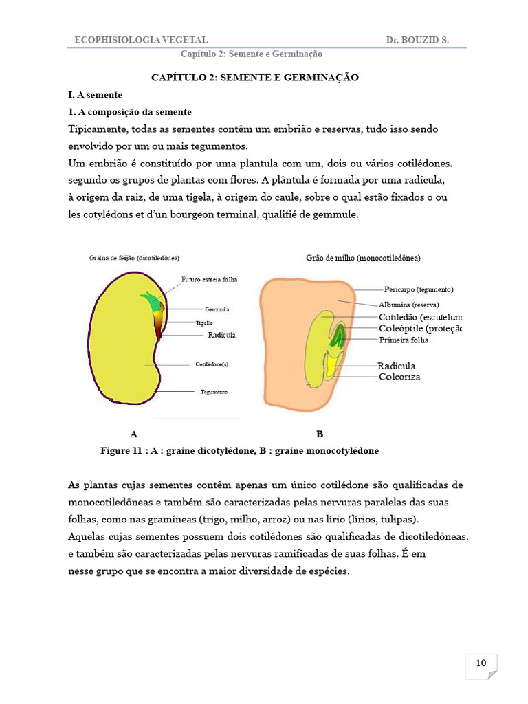 Sementes e Germinação: Ecologia Vegetal | PDF | Semente | Germinação