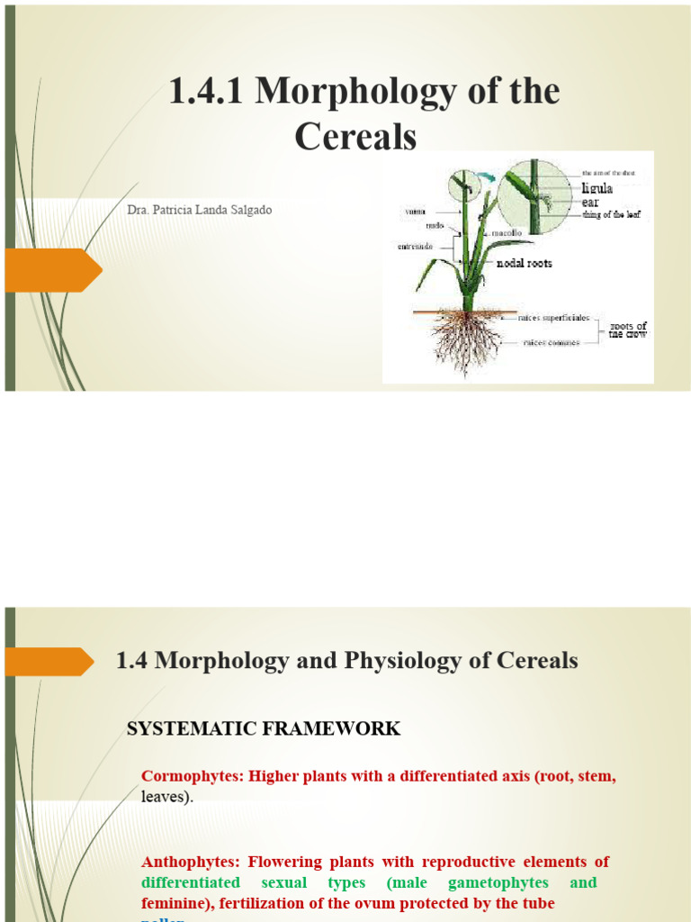 Cereal Morphology and Physiology Overview | PDF | Cereals | Flowers