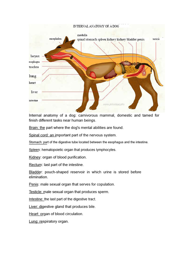 Dog Internal Anatomy Overview | PDF