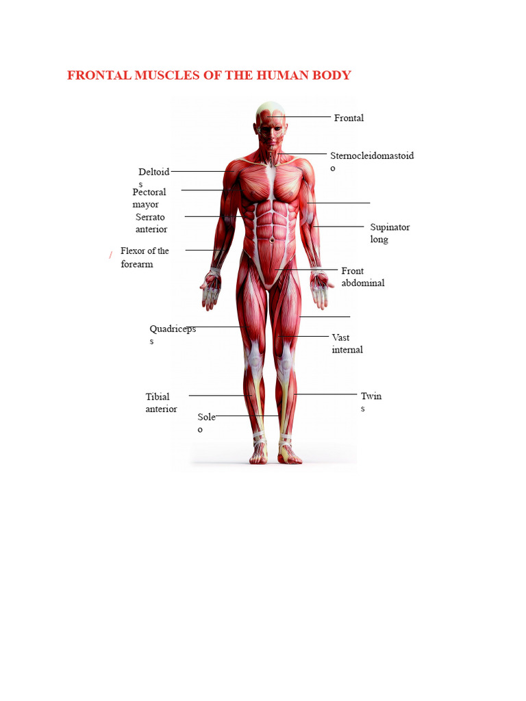 Frontal Muscles of The Human Body | PDF