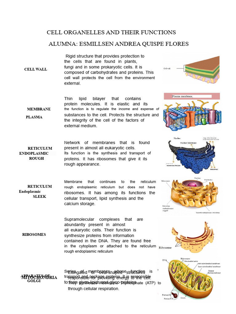 Cell Organelles and Their Functions | PDF | Cell (Biology ...