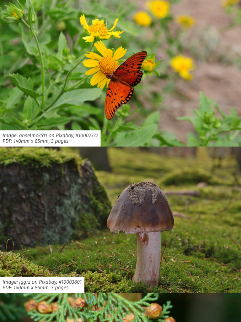 nature 1 | PDF