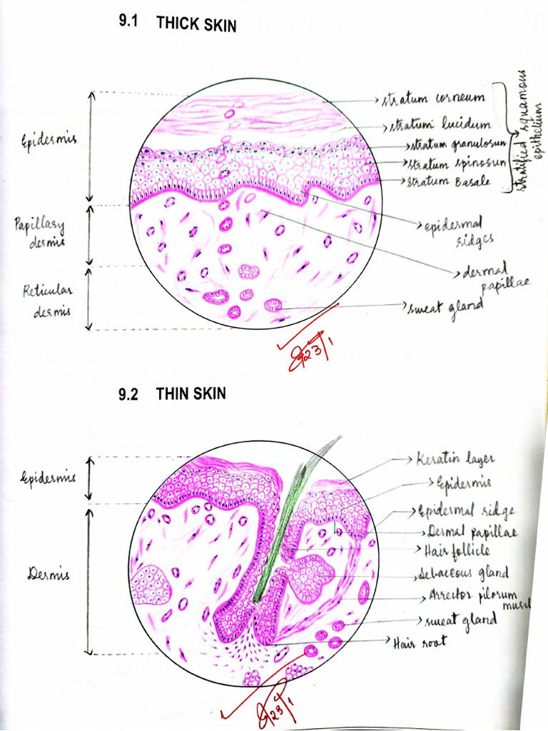 General Histology | PDF