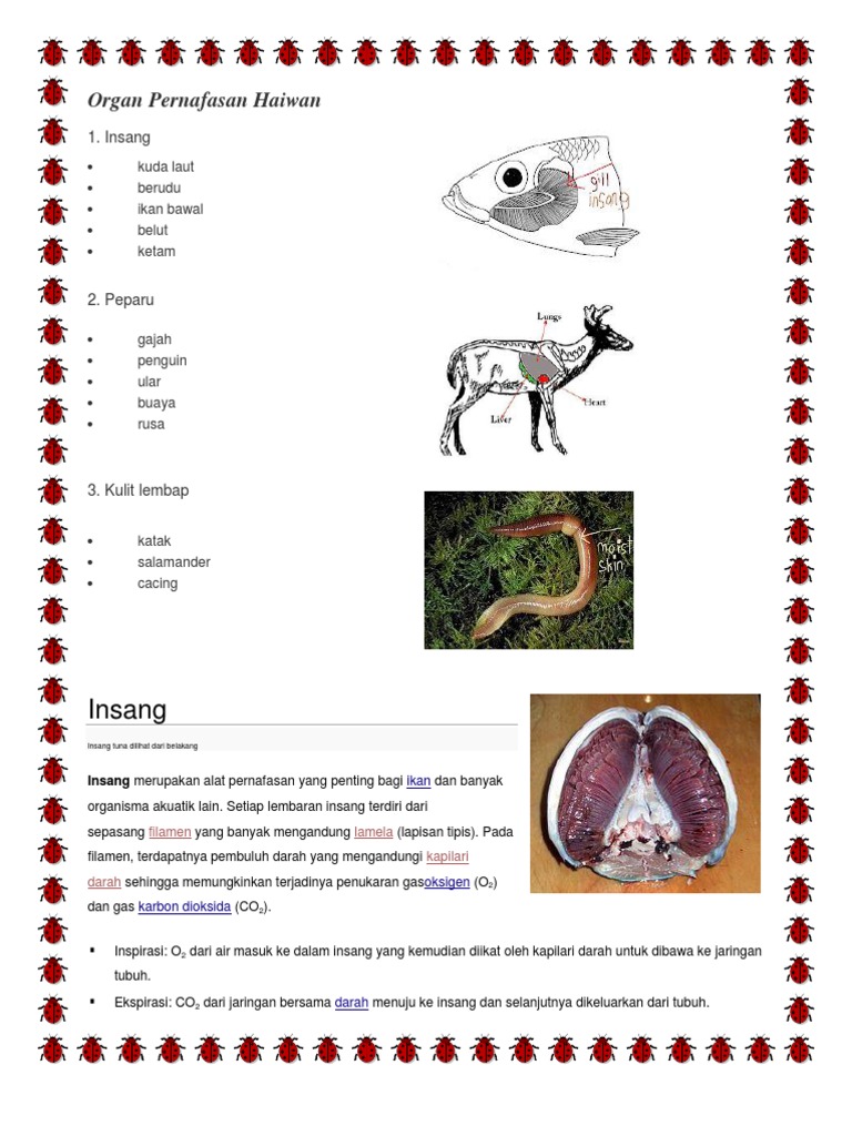 Organ Pernafasan Haiwan 11