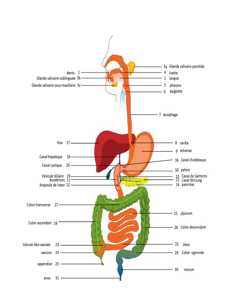 Anatomie du système digestif humain | PDF