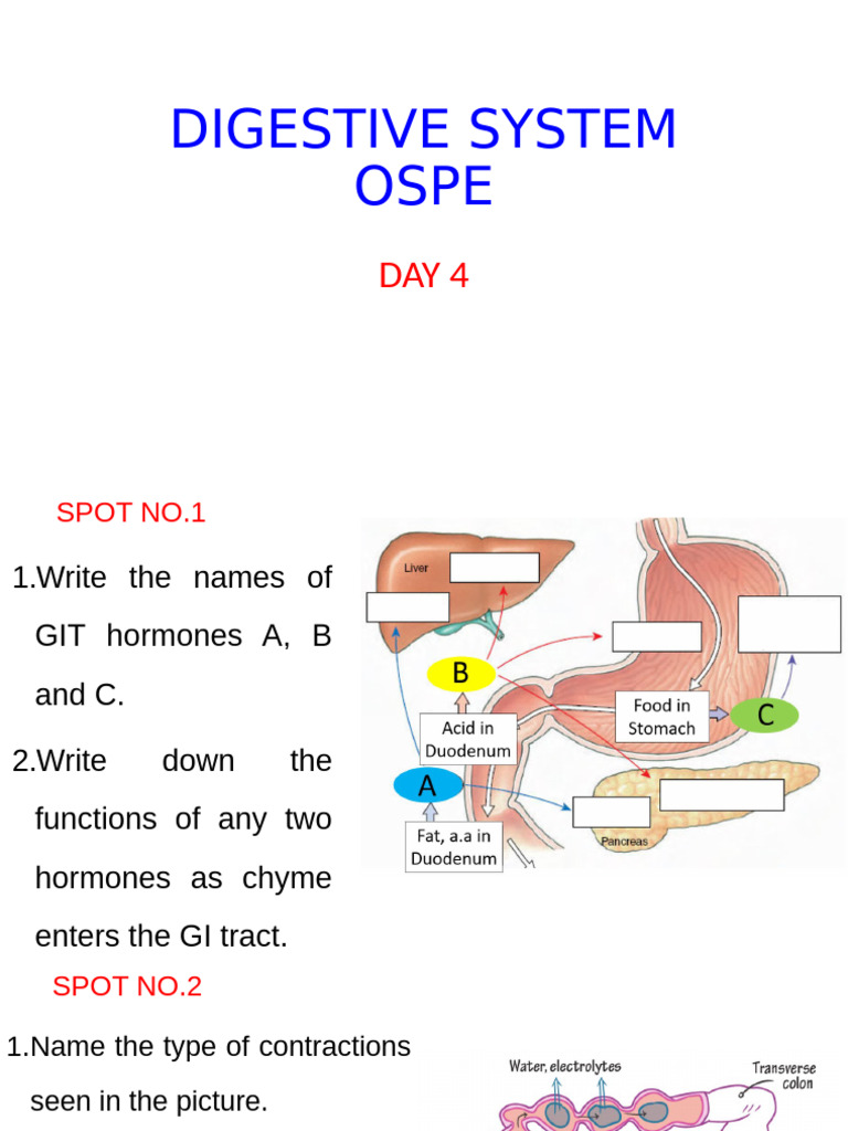 GIT OSPE Day 4 2025 | PDF