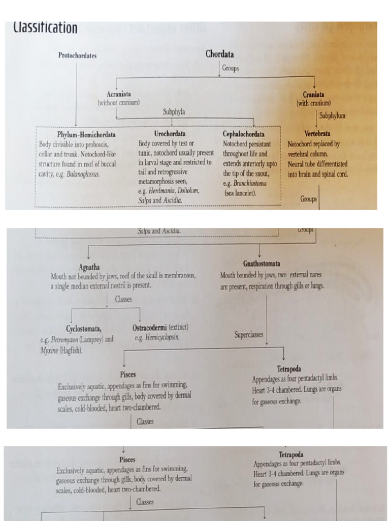 Overview of Chordata Characteristics | PDF | Vertebrates | Chordates