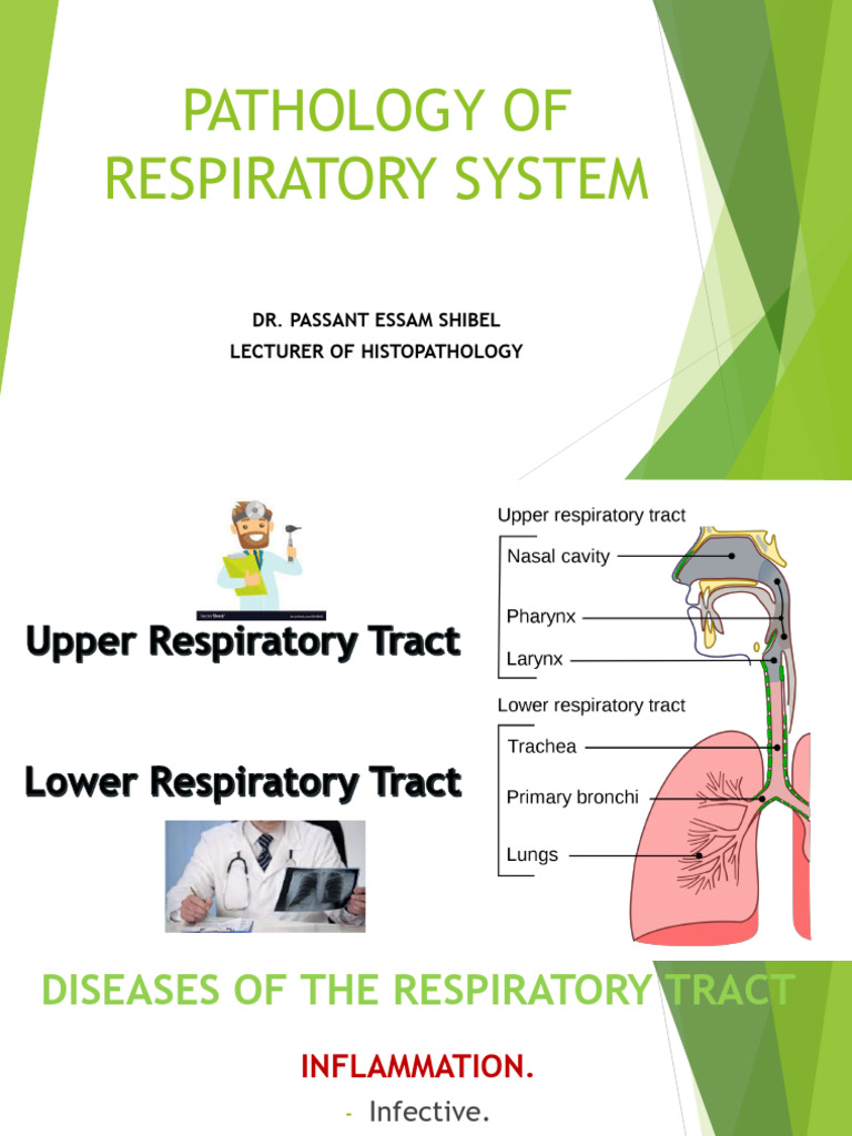 Respiratory System DR Passant | PDF | Respiratory Diseases | Lung