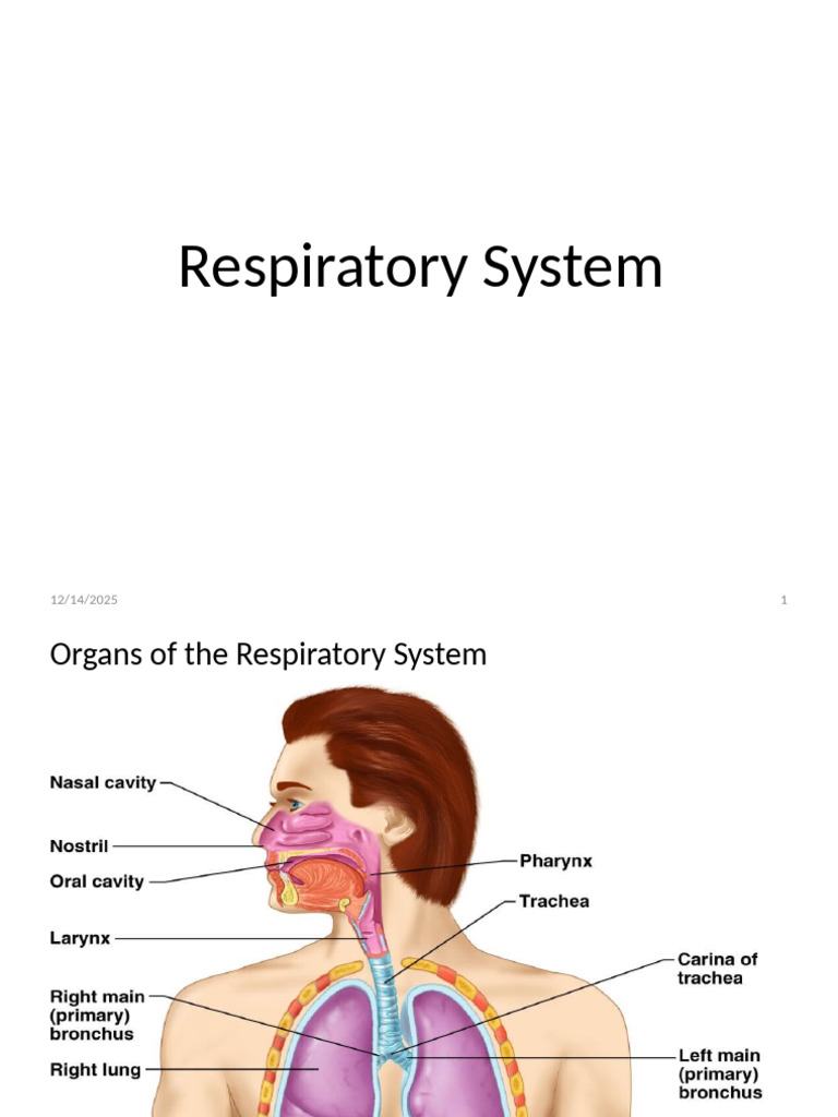 9respiratory Ssy Mod | PDF | Respiratory Tract | Human Nose