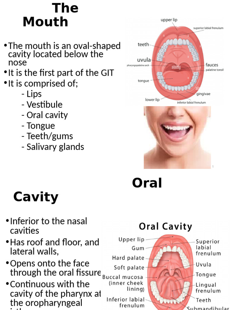 Anatomy and Functions of the Mouth | PDF | Tongue | Stomach