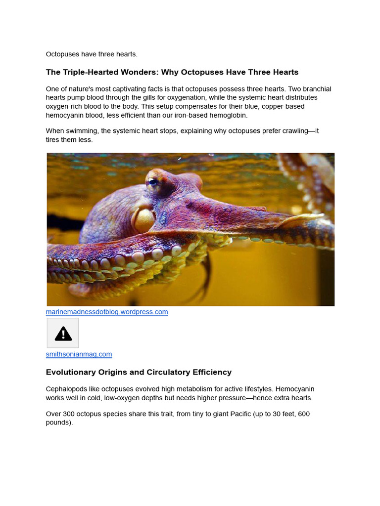 Octopuses Have Three Hearts | PDF