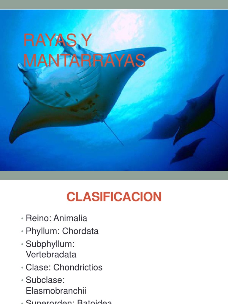 Diferencias entre rayas y mantarrayas | PDF | Pescado | Naturaleza