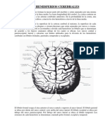 Hemisferios Cerebrales - Corteza Cerebral Celulas Capas Localizacion Funcional de La...