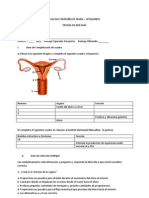 Prueba Aparato Femenino y Accion Hormonal