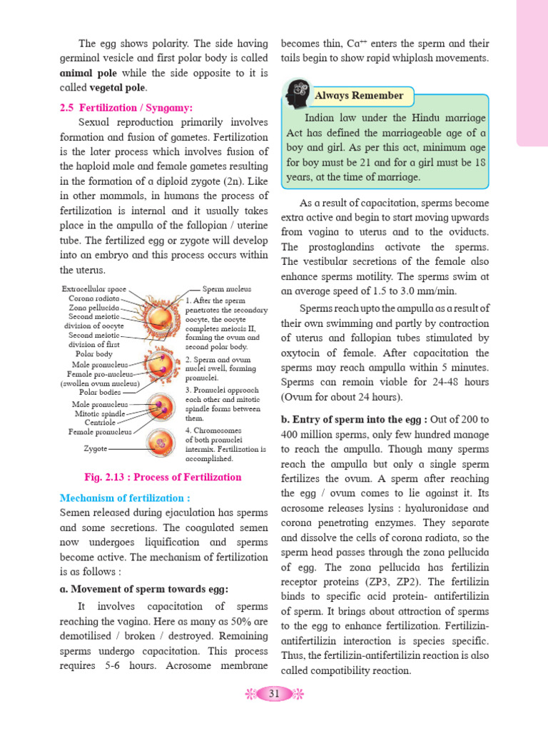 Fertilization and Early Embryonic Development | PDF | Fertilisation ...