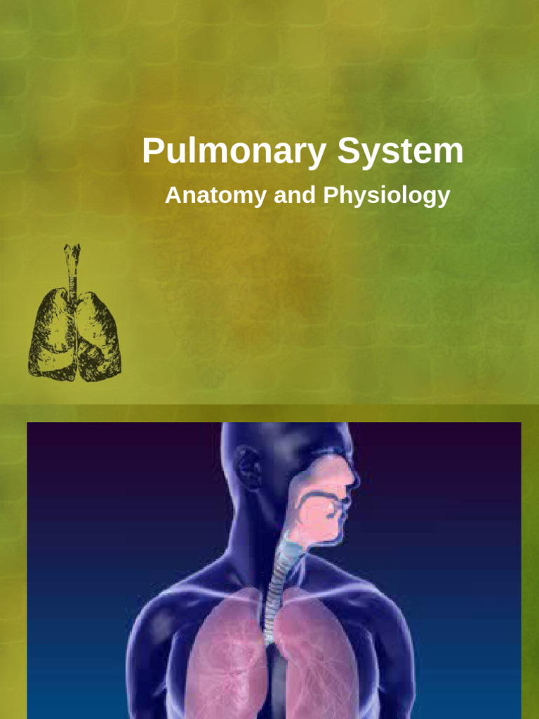 Pulmonary System Anatomy & Diseases | PDF | Lung | Respiratory Tract