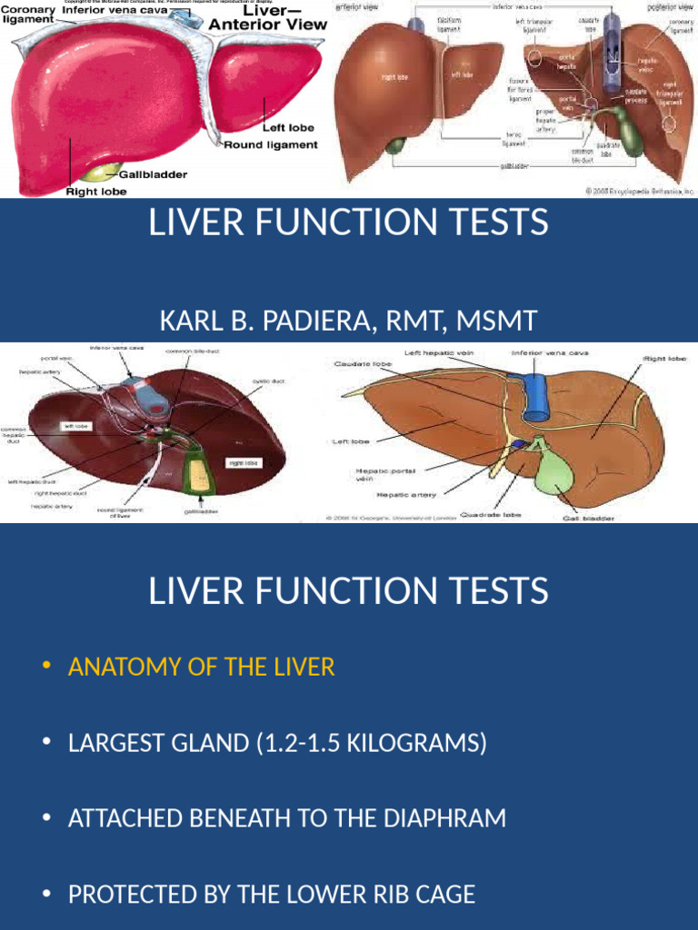 Comprehensive Liver Function Tests Guide | PDF | Liver | Myocardial ...