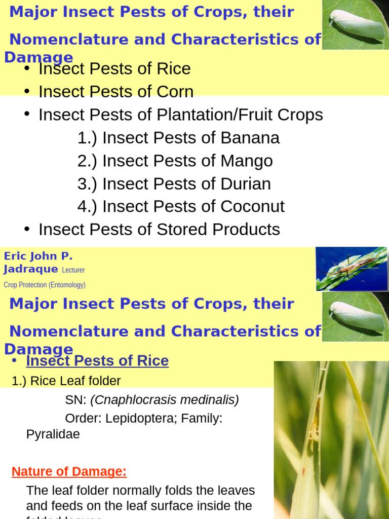 Major Insect Pests of Crops Explained | PDF | Pest (Organism) | Pest ...