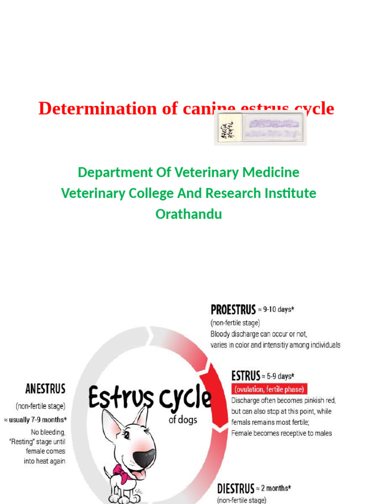 Canine Estrus Cycle and Breeding Techniques | PDF | Uterus | Vagina