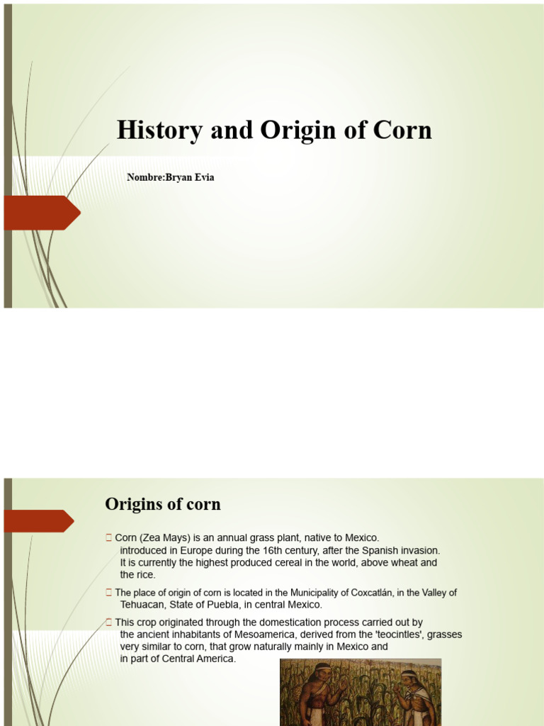 History and Origins of Corn | PDF