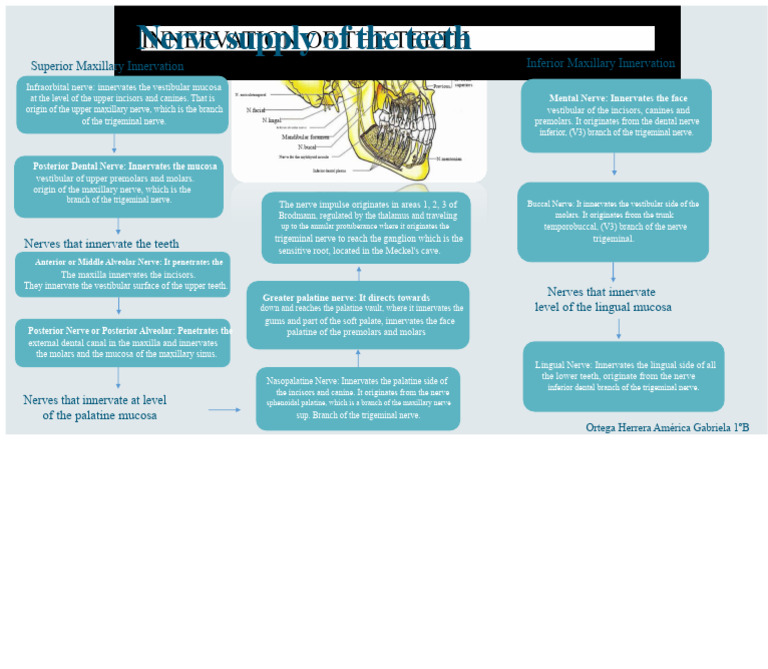 Nerve Innervation of Human Teeth | PDF | Nervous System | Mouth