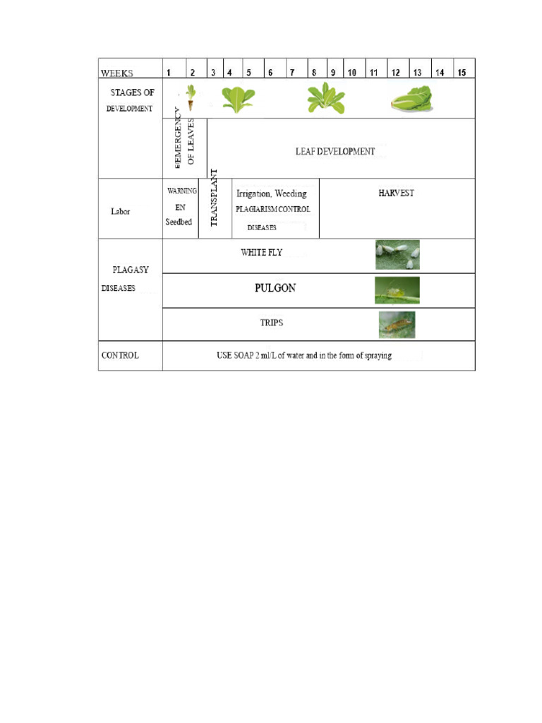 Essential Guide to Lettuce Cultivation | PDF | Lettuce | Sowing