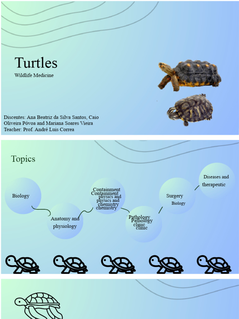 Turtles: Biology, Care, and Classification | PDF | Anatomy | Turtle