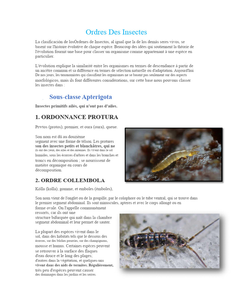 Classification des Ordres d'Insectes | PDF | Insectes | Coléoptères