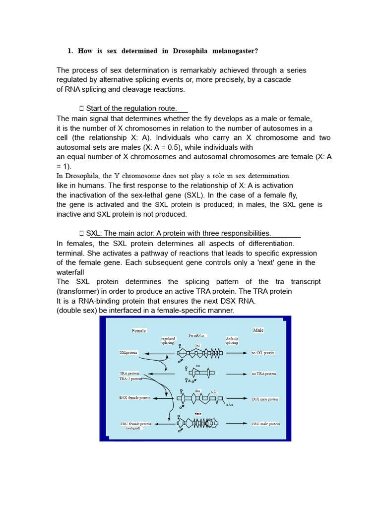 Drosophila Sex Determination & Mutations | PDF | Point Mutation ...